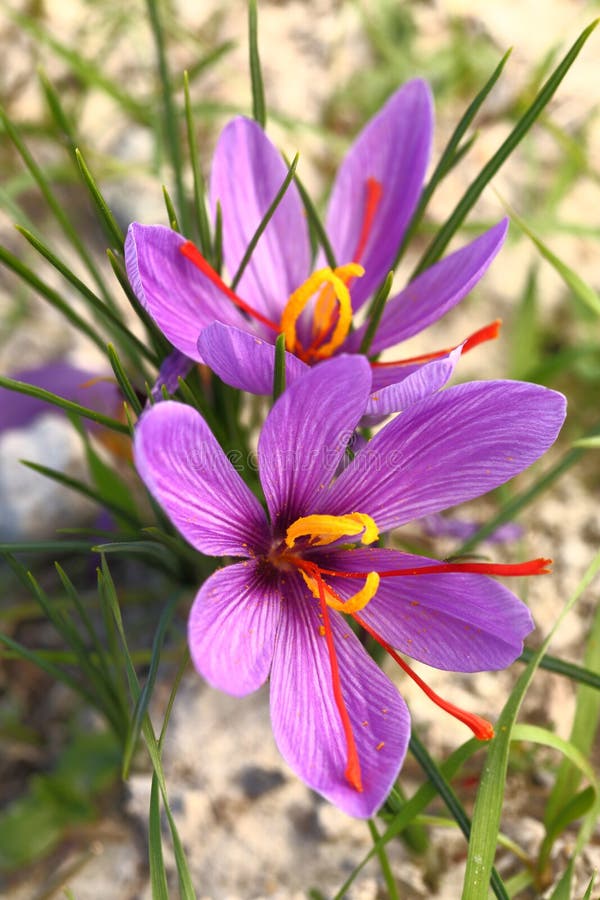 Beautiful saffron flowers royalty free stock images