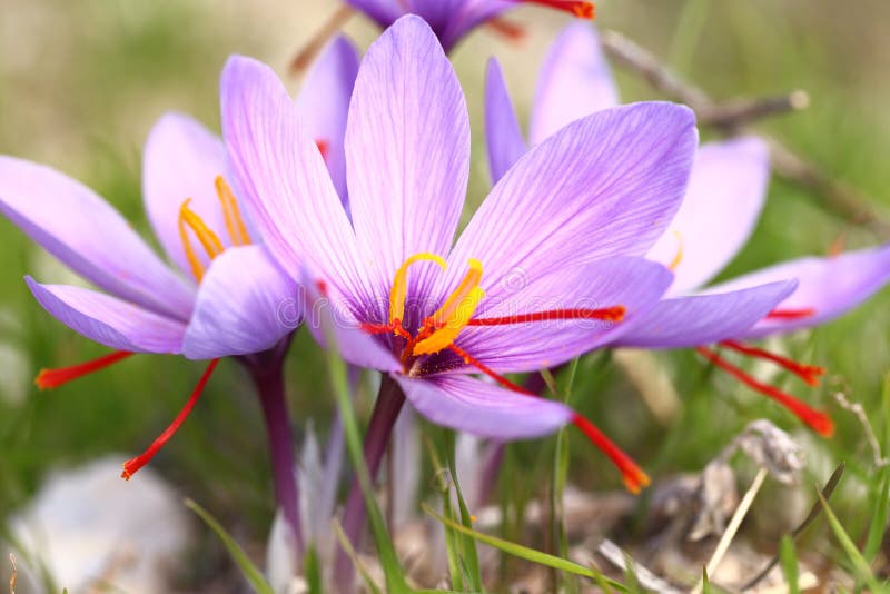 Beautiful saffron flowers stock image