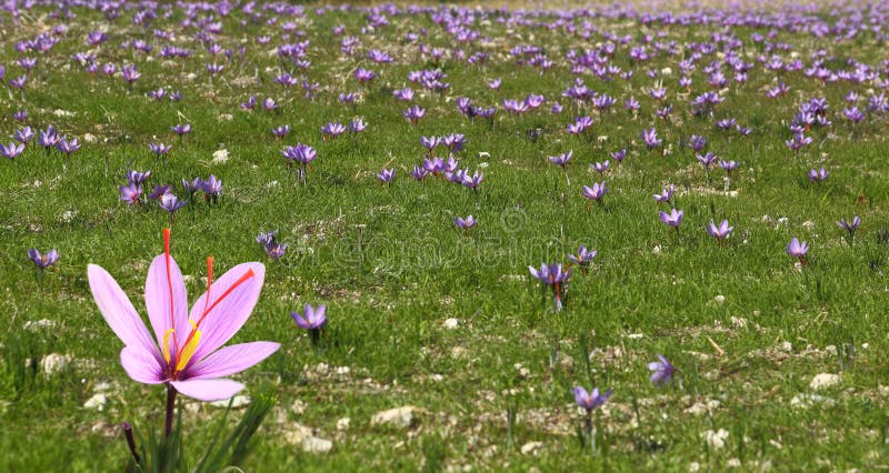 Beautiful saffron flowers stock photos