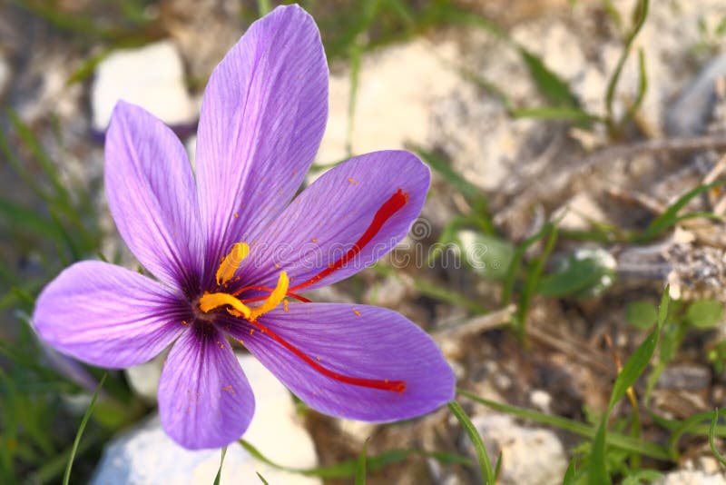 Beautiful saffron flowers stock photography