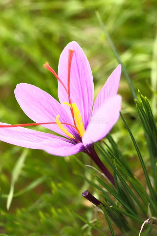 Beautiful saffron flowers stock images