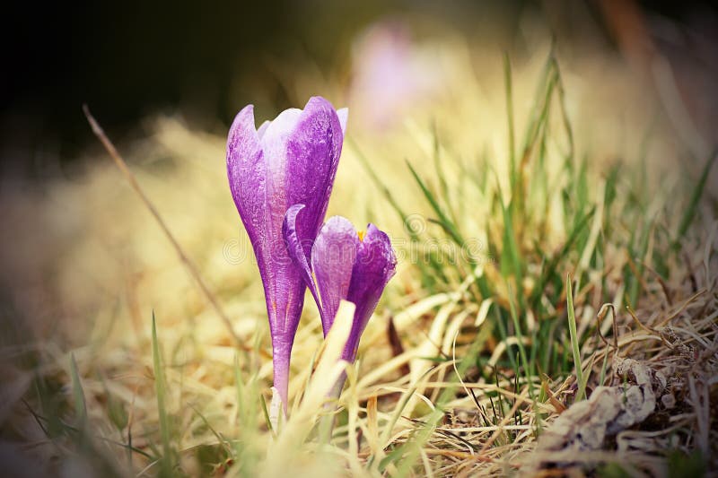 Beautiful saffron wild flower royalty free stock photo
