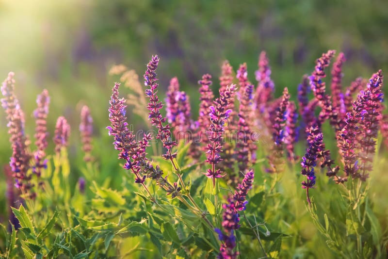 Beautiful Sage Flowers in Field on Spring Day Stock Photo Image of