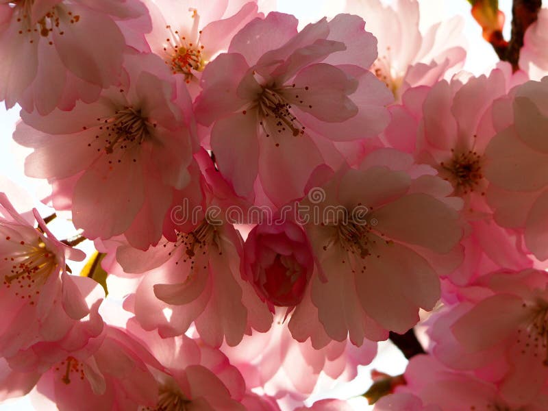 Beautiful Sakura cherry blossom in full bloom