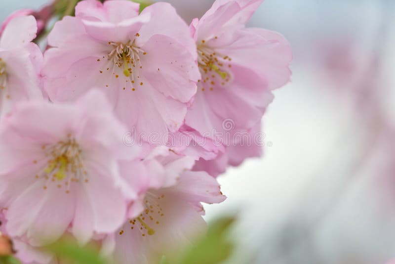 Beautiful Sakura Flowers. Spring Stock Image Image of background