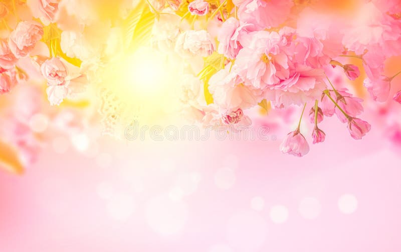 Beautiful sakura pink flower cherry blossom and sun background. Greeting card template. Shallow depth. Soft toned. Spring nature