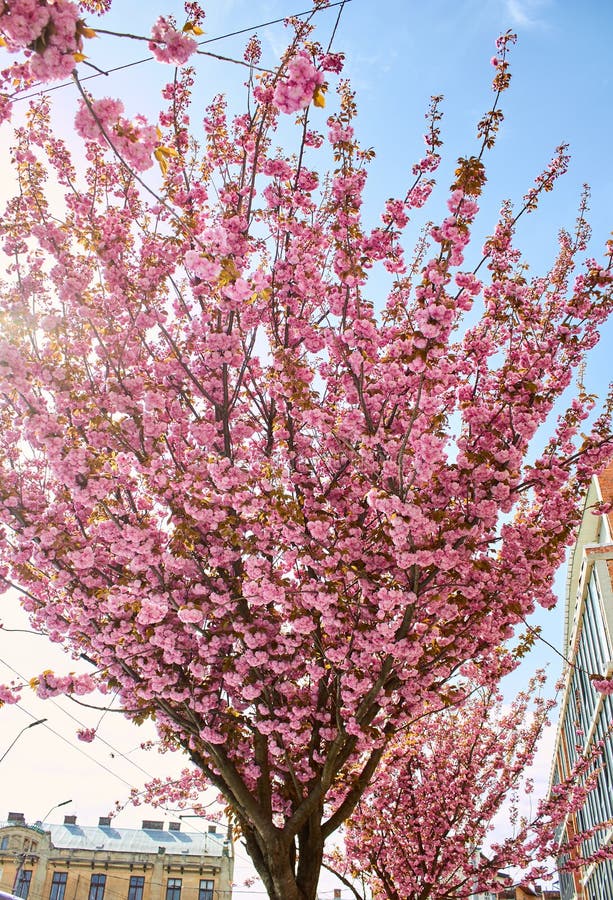 Beautiful Sakura Treejapanese Sakura Tree Blossomed In Beautiful City