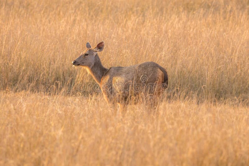 Sambar deer at Bandhavgarh National Park with innocent look