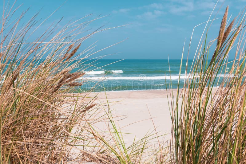 Beautiful sand beach with dry and green grass, reeds, stalks