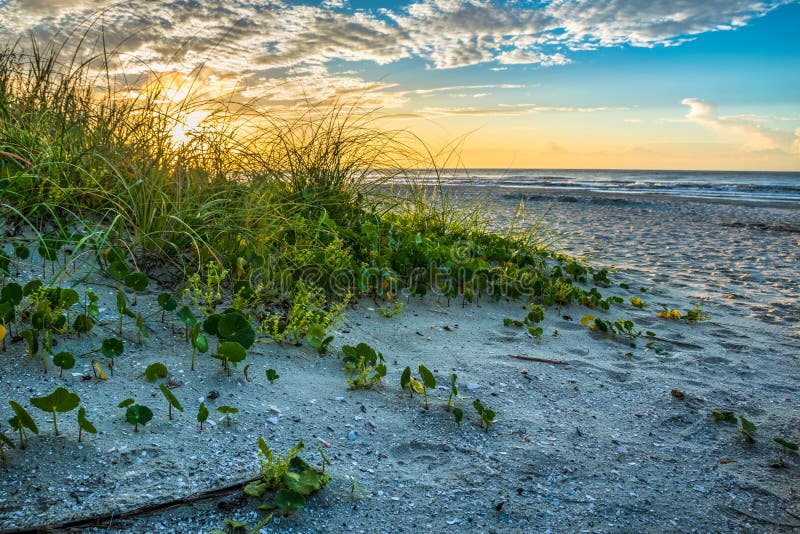 Beach Sand Dunes at Sunrise royalty free stock image