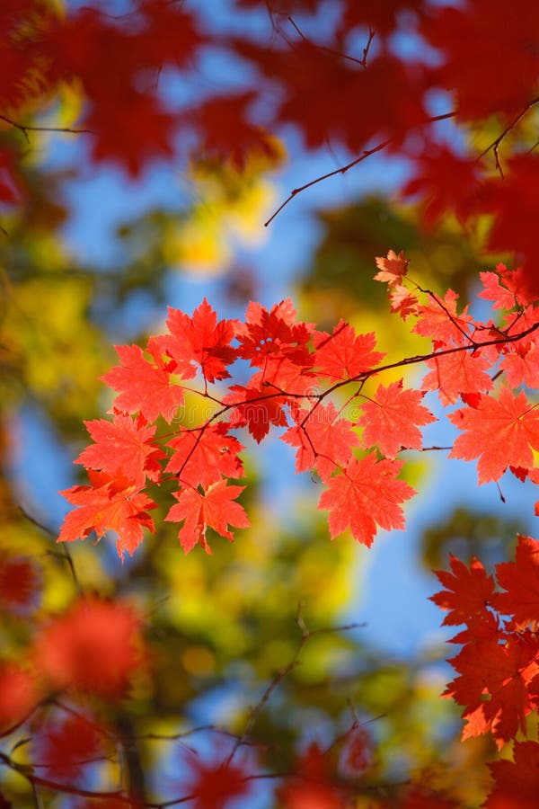 Beautiful scarlet maple leaves in autumn