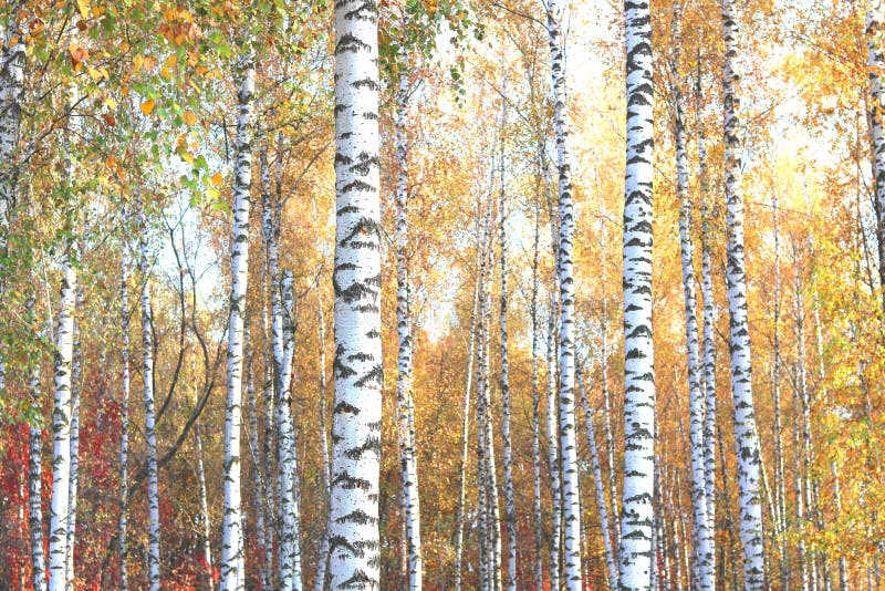 Beautiful scene with birches in yellow autumn birch forest in october