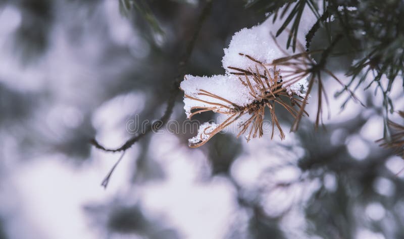 Beautiful scene with pine branch with snow-covered needles