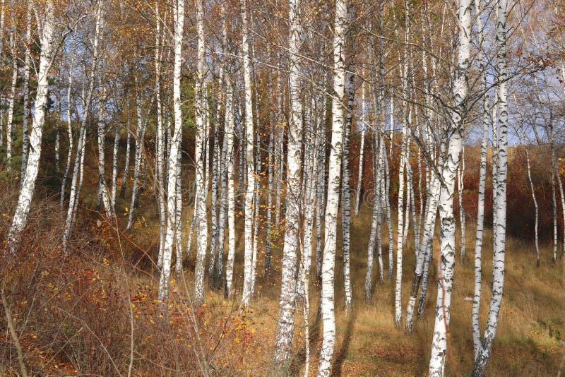 Beautiful scene in yellow autumn birch forest in october with fallen yellow autumn leaves