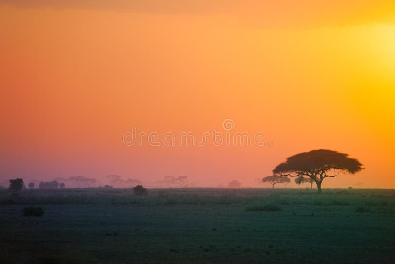 Beautiful scenery of African savannah at sunset royalty free stock image Beautiful scenery of African savannah at sunset royalty free stock image
