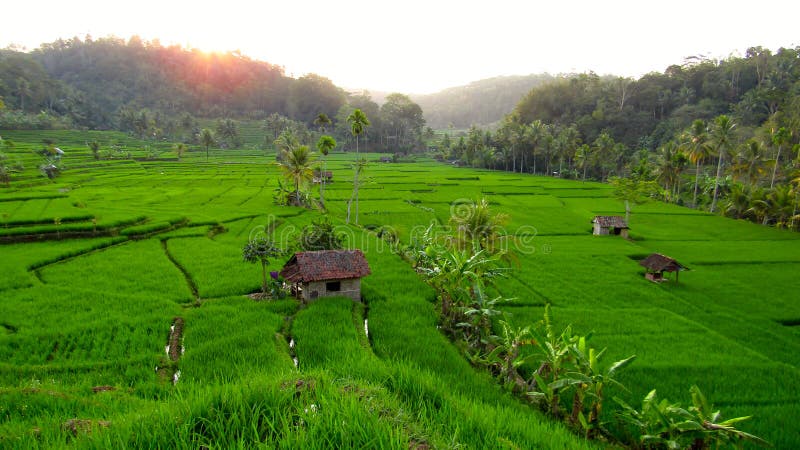 Beautiful Scenery Afternoon in Geger Tengah Rice Fields, Cineam District, Tasikmalaya Regency, West Java, Indonesia, These rice fields are very beautiful, especially in the afternoon, these rice fields are very far from the city, so they are perfect for a weekend break. beautiful scenery plus the evening breeze and sunset. very very well suited for healing