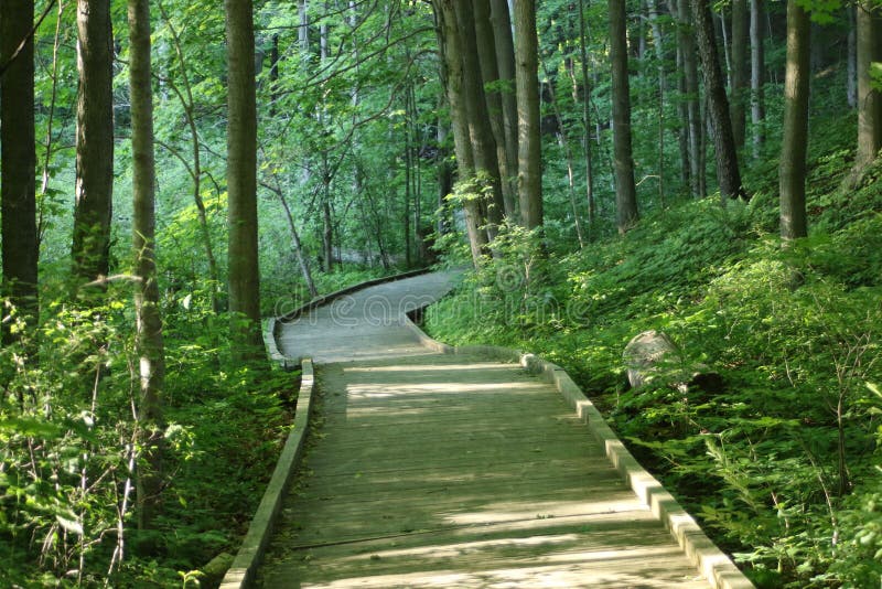 Beautiful Scenery of Boardwalk through the Woods Stock Photo Image of