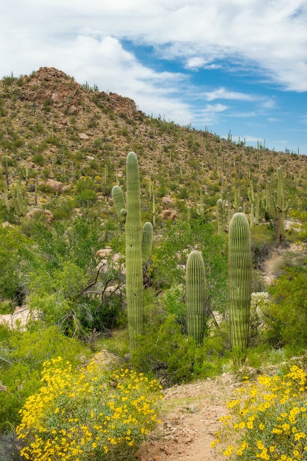 Beautiful Scenery of Different Cacti and Wildflowers in the Sonoran ...