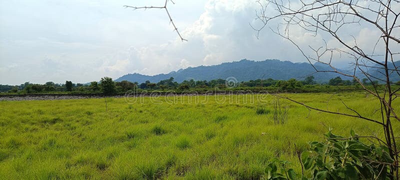 The beautiful scenery of Grassland of Assam State, India. stock photography