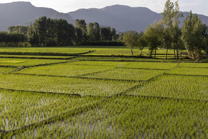 A beautiful scenery and landscape view of rice paddies in Swat Valley , Khyber Pakthunkhwa, Pakistan