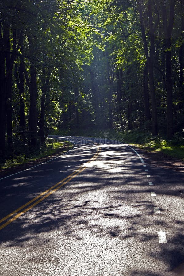 Beautiful scenic country road curves in forest