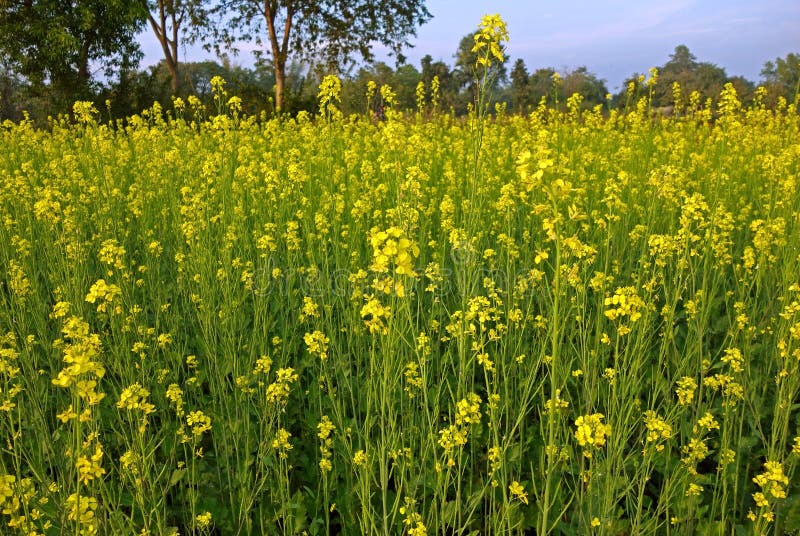 Scenic Mustard Fields in Uttaranchal India Stock Image Image of