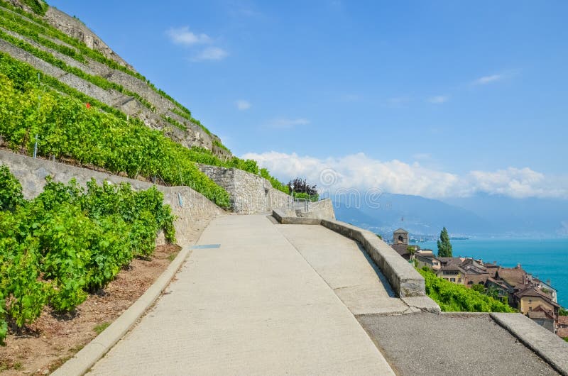 Beautiful scenic path along terraced vineyards on slopes by Lake Geneva, Switzerland. Lavaux wine region, UNESCO Heritage. Green stock photos Beautiful scenic path along terraced vineyards on slopes by Lake Geneva, Switzerland. Lavaux wine region, UNESCO Heritage. Green stock photos