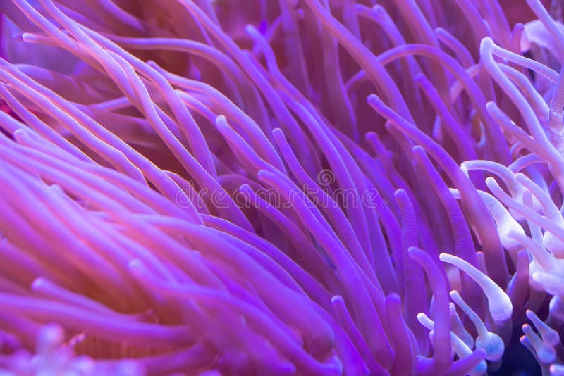 Beautiful Sea Flower in Underwater World with Corals Stock Image