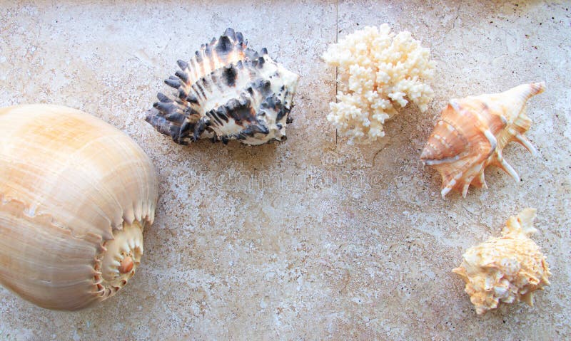 Beautiful sea shells and a sea star royalty free stock images Beautiful sea shells and a sea star royalty free stock images