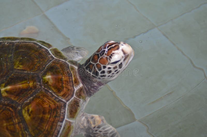 Beautiful Sea Turtle in the Salt Water Stock Image Image of beautiful, animal 67725539
