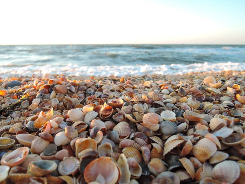 Beautiful seashell beach at sunset by the sea