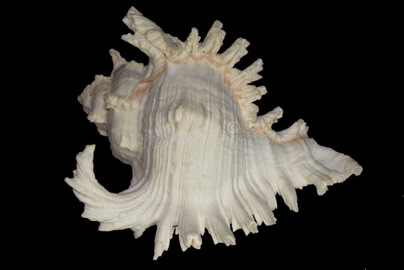 Beautiful seashell murex ramosus or branched murex isolated on black background