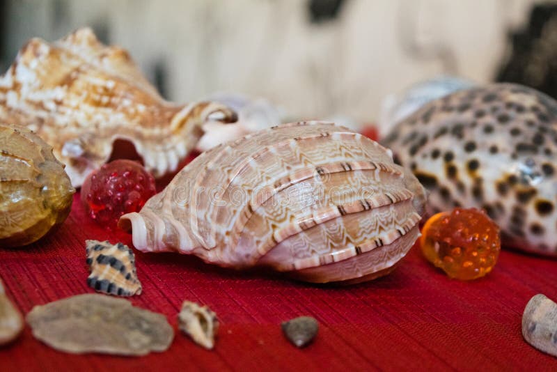 Seashells Many Different Seashells Piled Together Macro of Beautiful Seashells Many Different Seashells Piled Together Macro of Beautiful