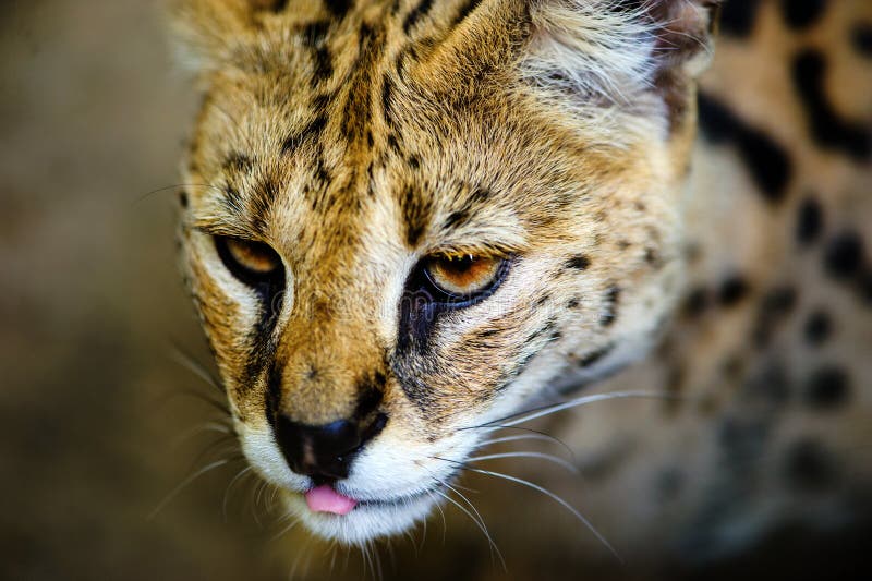 Beautiful serval cat stock image. Image of africa, leptailurus 150889671