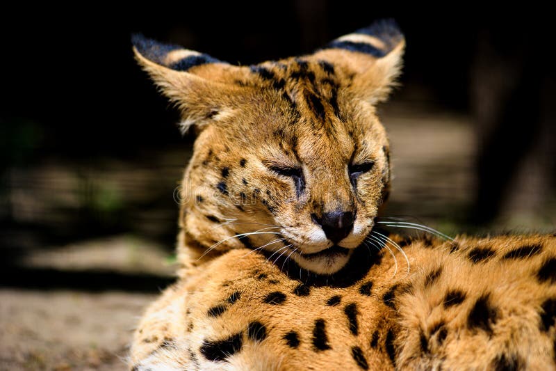 Beautiful serval cat stock photo. Image of eyes, caracal 150890228