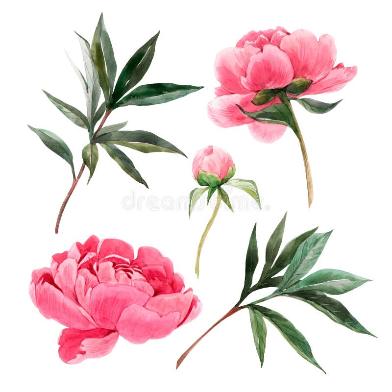 Beautiful set with watercolor gentle pink peony flowers. Stock illustration. Beautiful set with hand drawn watercolor gentle pink peony flowers. Stock stock photo Beautiful set with watercolor gentle pink peony flowers. Stock illustration. Beautiful set with hand drawn watercolor gentle pink peony flowers. Stock stock photo