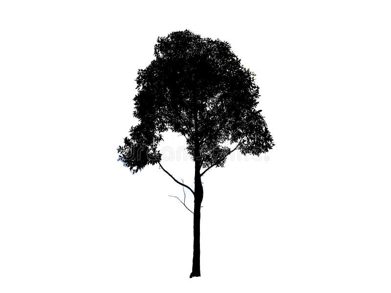 Beautiful Shape Of Green Tree In Black And White Color Isolated On