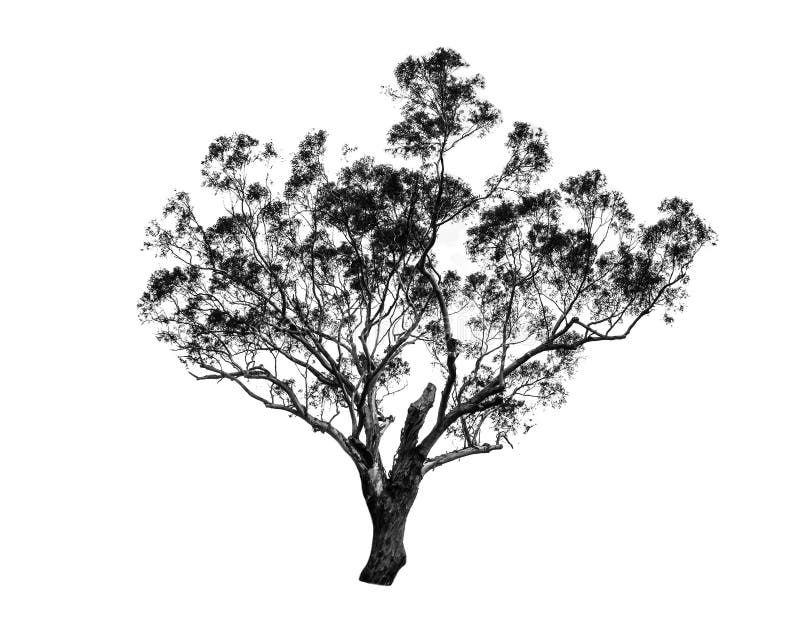 Beautiful Shape of Green Tree in Black and White Color Isolated on