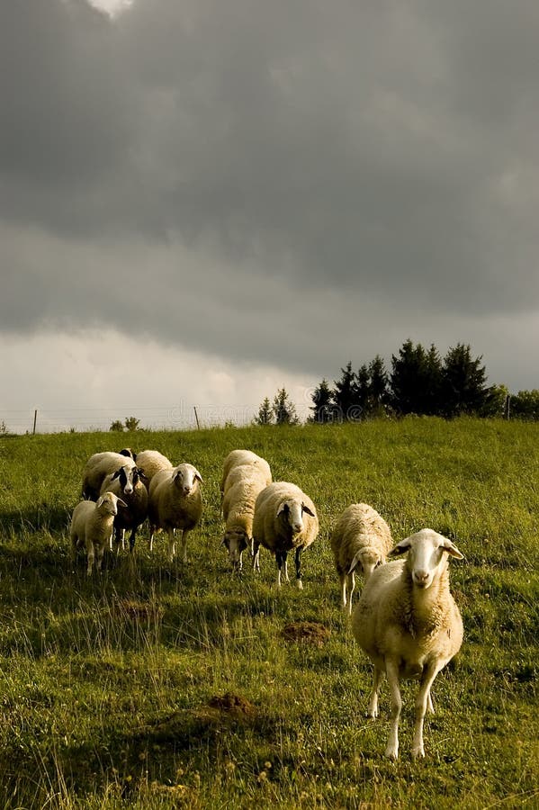 Beautiful sheeps