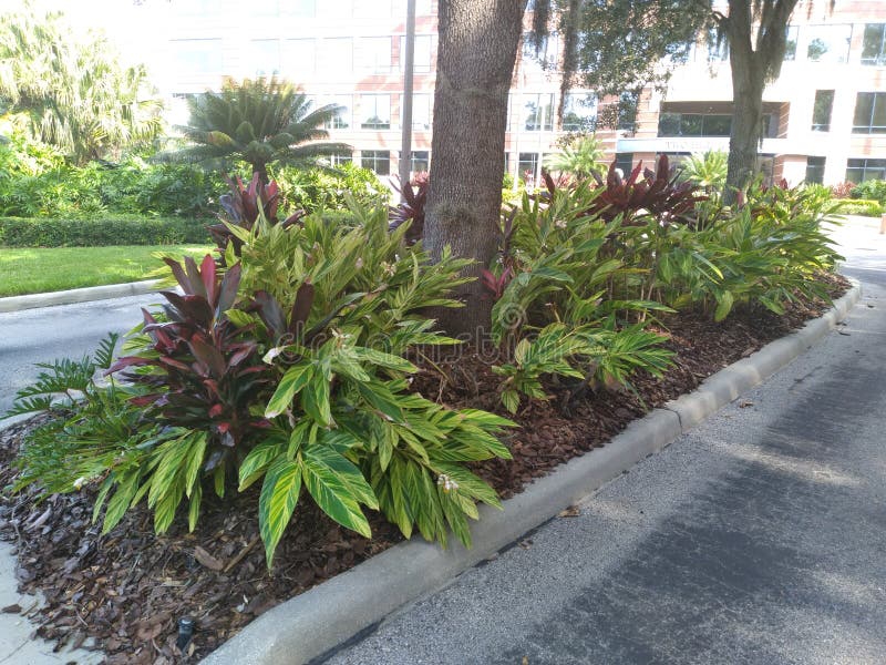Beautiful Shell Ginger Plants on an Island Stock Photo Image of tree