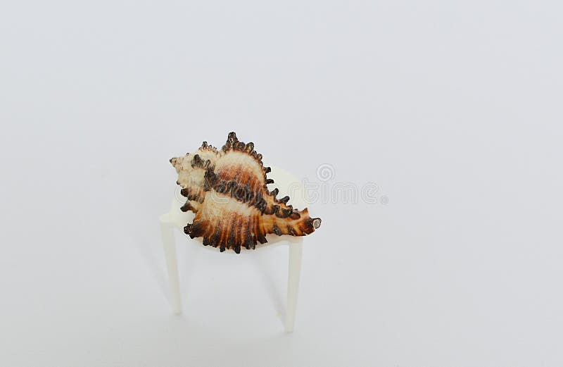 Beautiful cockleshell on a small table on a white background stock image Beautiful cockleshell on a small table on a white background stock image