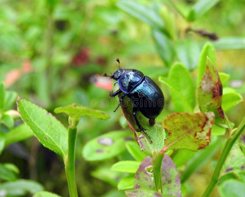 Beautiful shining bug on plant, Lithuania