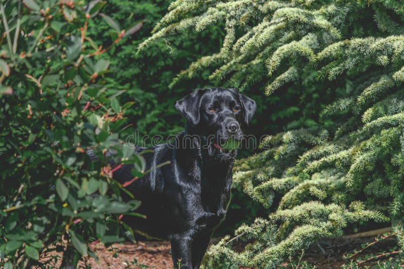 Beautiful Shiny Black Labrador