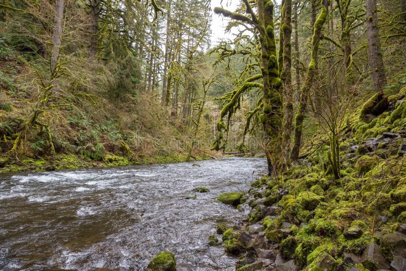 Abiqua Creek in Spring Season Oregon Stock Photo Image of north