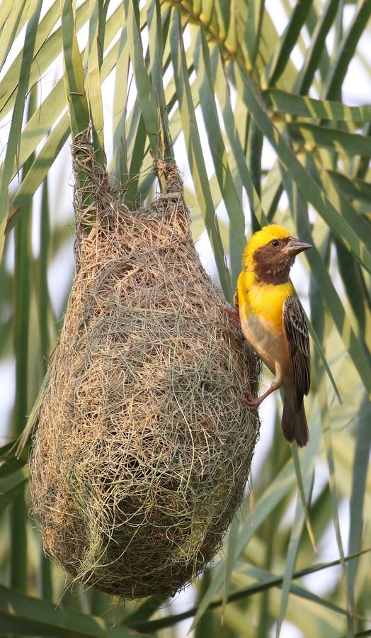 Baya weaver