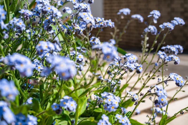 243 Myosotis Scorpioides Photos Free Royalty Free Stock Photos From Dreamstime 243 Myosotis Scorpioides Photos Free Royalty Free Stock Photos From Dreamstime