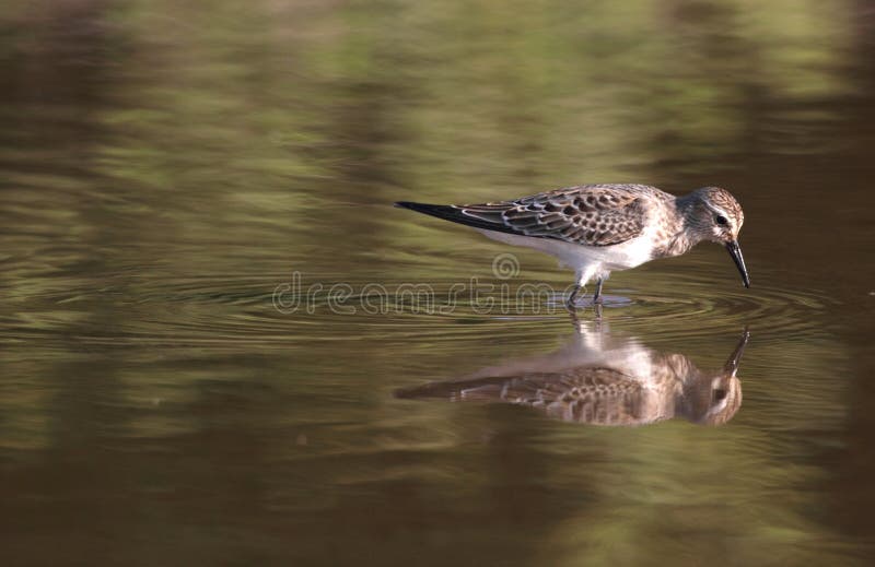 A beautiful shot of a calidris birds in a pond with reflections