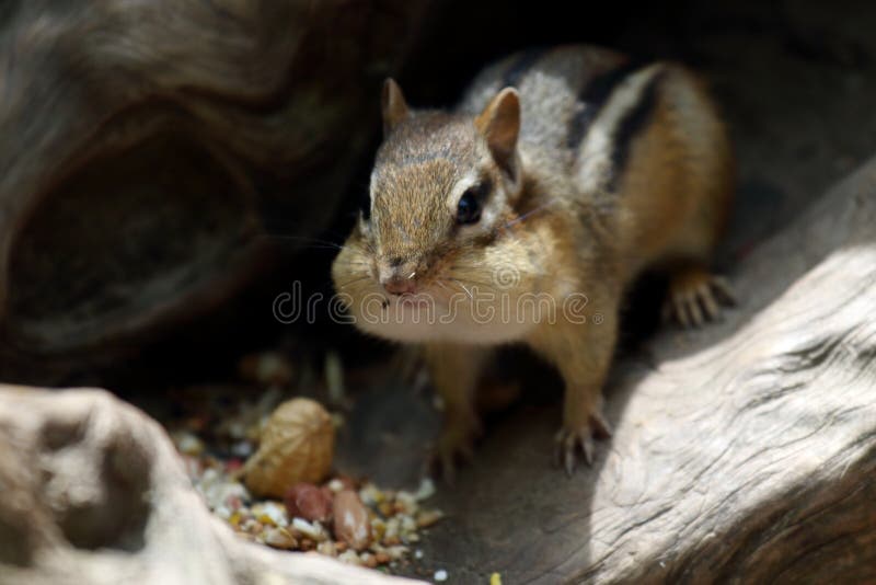 Beautiful Shot Of A Cute Chipmunk Eating Nuts In The Royal