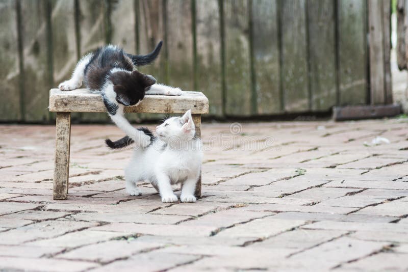 Beautiful shot of cute playing kittens royalty free stock photography.