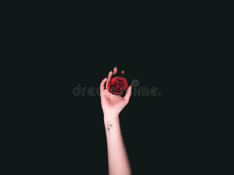 Beautiful shot of a hand with a little tattoo holding a dark red rose stock photo Beautiful shot of a hand with a little tattoo holding a dark red rose stock photo
